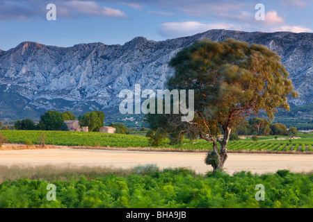 Un arbre qui souffle dans la brise à l'aube avec Montagne Sainte-Victoire au-delà, nr Puyloubier, Bouches-du-Rhône, Provence, France Banque D'Images