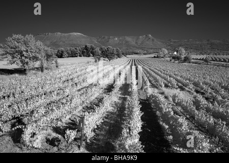 Un vignoble nr Puyloubier, Bouches-du-Rhône, Provence, France Banque D'Images