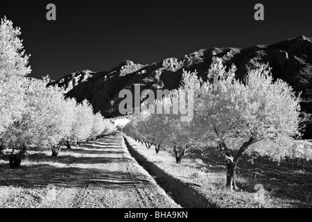 Arbres d'olive une doublure lane pour un domaine sous Montagne Sainte-Victoire, nr Puyloubier, Bouches-du-Rhône, Provence, France Banque D'Images