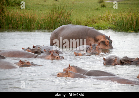 Murchisan hippopotames Afrique Ouganda falls Banque D'Images