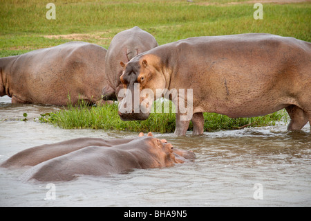 Murchisan hippopotames Afrique Ouganda falls Banque D'Images