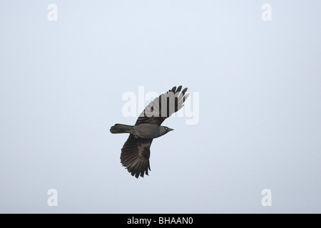 Corvus monedula choucas en vol Banque D'Images