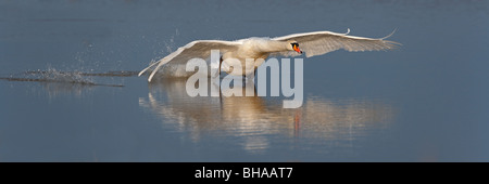 Cygne tuberculé Cygnus olor entrée en poser sur l'eau Banque D'Images