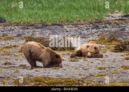 Ours brun creuse pour les palourdes pendant qu'un deuxième supporter repose sur la plage, Port, Situation géographique Le parc national de Katmai, sud-ouest de l'Alaska Banque D'Images