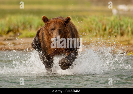 L'ours grizzli à la pêche côtière Harbour géographique, Katmai National Park, Alaska Banque D'Images