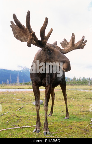 Bull Moose en captivité à l'Alaska Wildlife Conservation Center dans le centre-sud de l'Alaska. Banque D'Images