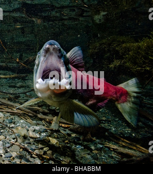 Vue sous-marine du saumon rouge dans les frayères dans le ruisseau d'alimentation, près de Cordova, Southcentral Alaska Banque D'Images