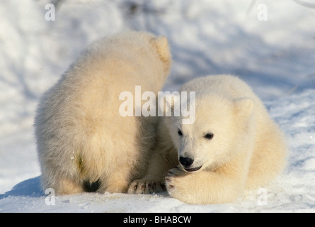 Oursons polaires sur la neige Anchorage Alaska Zoo Banque D'Images