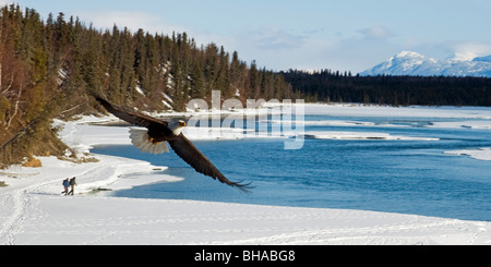 Un pygargue à tête blanche vole au-dessus de la rivière Kenai en tant que pêcheurs à pied le long de la rivière gelée en hiver, Southcentral Alaska Banque D'Images