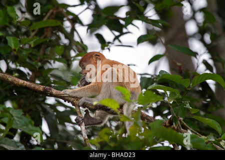 Bébé singe proboscis (Nasalis larvatus) assis sur une branche dans le Kinabatangan Wildlife Sanctuary. Banque D'Images