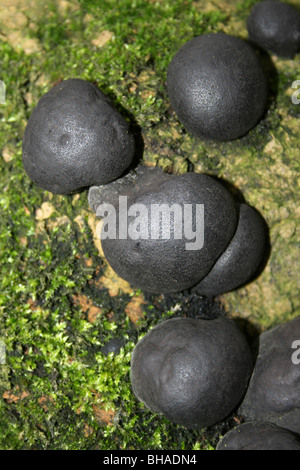 Le Roi Alfred mature Champignons Gâteau Daldinia concentrica poussant sur un arbre Moussu à Ellesmere, Shropshire, Angleterre Banque D'Images