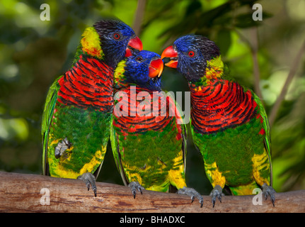 Rainbow loriquets verts, Trichoglossus haematodus Banque D'Images