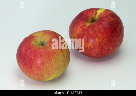 Pommier (Malus domestica), variété : Biesterfelder Renette, deux pommes, studio photo. Banque D'Images