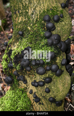 Le roi Alfred's Cake Daldinia concentrica Champignons poussant sur un arbre Moussu à Ellesmere, Shropshire, Angleterre Banque D'Images