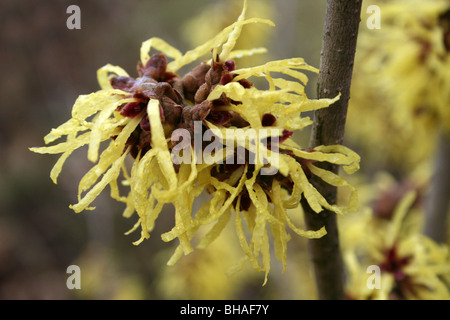 Fleurs jaunes de l'Hamamélis Hamamelis espèce capturée à Ellesmere, Shropshire, Angleterre Banque D'Images