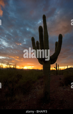 Coucher du soleil du désert avec un cactus Saguaro silhouetté contre le ciel. C'est en Arizona, juste à l'ouest de Tucson. Banque D'Images