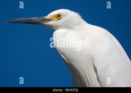 Aigrette neigeuse (Egretta thula) portrait Banque D'Images