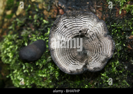 Coupe d'un lit King Alfred's Cake Daldinia concentrica Champignons poussant sur un arbre Moussu à Ellesmere, Shropshire, Angleterre Banque D'Images