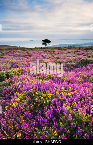 La bruyère et l'ajonc fleurissent sur les collines de Quantock en regardant vers le canal de Bristol - Somerset - Angleterre Banque D'Images