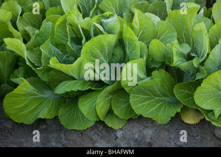 Les feuilles de moutarde 'Gai Choy' légumes. Banque D'Images