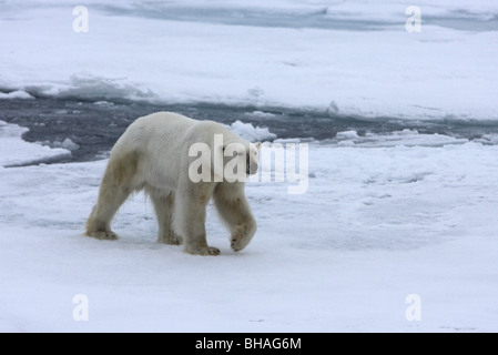 Ours blanc Ursus maritimus parfumer l'air de marcher sur un glacier couvert de neige Banque D'Images