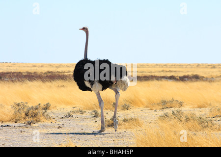 Oiseaux Animaux Afrique Namibie Etosha Autruches Banque D'Images