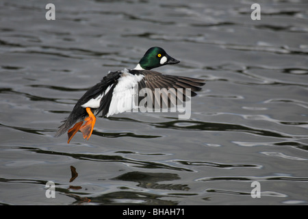 Canard garrot Commong drake prépare à terre sur lagoon-Victoria, Colombie-Britannique, Canada. Banque D'Images