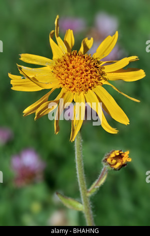 Arnica des montagnes / européen / Wolf's bane (Arnica montana) en fleurs dans les Alpes Suisses, Suisse Banque D'Images