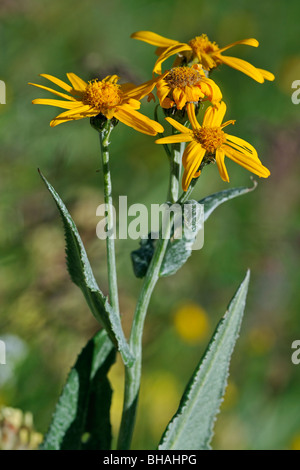 Arnica des montagnes / européen / Wolf's bane (Arnica montana) en fleurs dans les Alpes Suisses, Suisse Banque D'Images