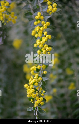Wattle poilues ou des pleurs Boree, Acacia vestita, Fabaceae, New South Wales, Australie Banque D'Images