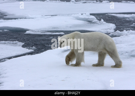 Ours blanc Ursus maritimus avec eye contac fermer la marche sur un écoulement de glace couverte de neige flottante Banque D'Images