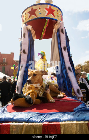 Chien sur un flotteur dans la Nouvelle Orléans Barkus parade. Banque D'Images