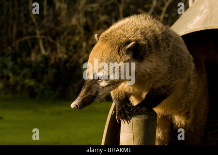 Ring-tailed coati (Nasua nasua) avec pattes sur un post à Cromer, Norfolk, Angleterre, Royaume-Uni. Banque D'Images