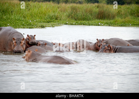 Murchisan hippopotames Afrique Ouganda falls Banque D'Images