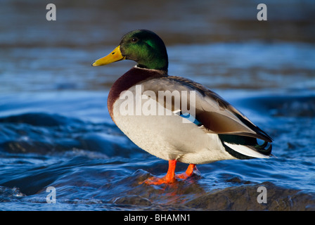 Drake, Mallard Anas platyrhynchos, rivière Tay Perthshire Banque D'Images