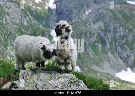 Le Valais / Blacknosed Swiss (Ovis aries) dans les Alpes, Valais, Suisse Banque D'Images