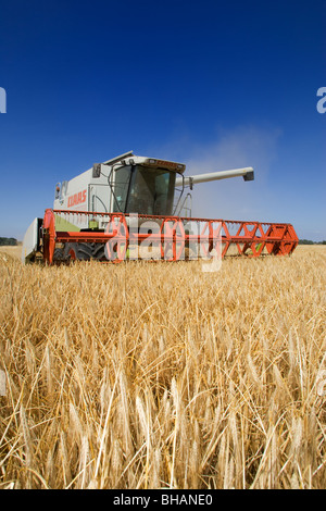 La récolte d'orge de la moissonneuse-batteuse Claas Banque D'Images