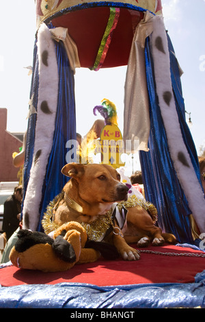 Chien sur un flotteur dans la Nouvelle Orléans Barkus parade. Banque D'Images