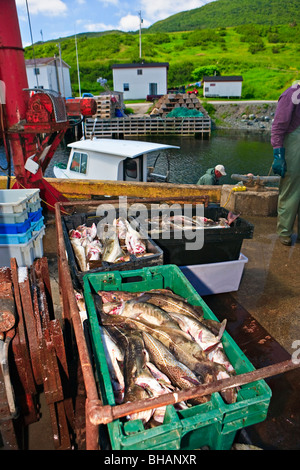 La morue fraîche sur le dock dans le port de Trout River, le parc national du Gros-Morne, UNESCO World Heritage Site, Viking Trail, tr Banque D'Images