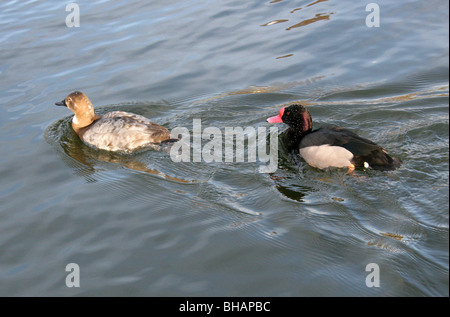 Une paire de canards, bec rose Netta peposaca, Anatidae Banque D'Images