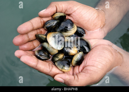 Petites coquilles de mer fraîchement prises (oyster) en mains. Banque D'Images