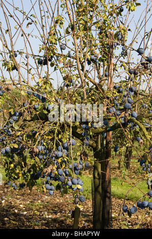 Plum Tree lourds avec des fruits mûrs prêts pour la récolte Banque D'Images