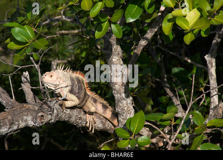 Un énorme iguane sur la branche d'arbre sur le sommet du Mont Royal (le point le plus élevé) sur Canouan Island dans les Caraïbes Banque D'Images