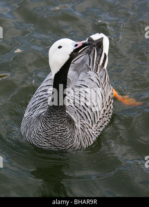 Oie empereur ou peint, Chen canagica, Anatidae Banque D'Images