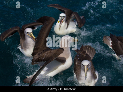 Un regard sur la vie en Nouvelle-Zélande : un groupe d'Albatros de Salvin (Thalassarche salvini) et un Albatros à capuchon blanc Thalassarche cauta steadi. Banque D'Images