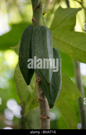 Fruits de papaye, Carica pentagona var heilbornii, Caricaceae, Equateur, Amérique du Sud. Carica pubescens x Carica stipulata hybride. Banque D'Images