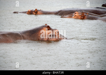 Murchisan hippopotames Afrique Ouganda falls Banque D'Images