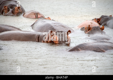 Murchisan hippopotames Afrique Ouganda falls Banque D'Images