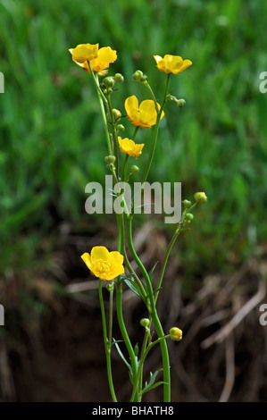 Renoncule des Prés / la renoncule âcre (Ranunculus acris), Allemagne Banque D'Images