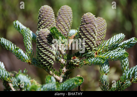 Feuillage inhabituel et motif symétrique d'Abies koreana sapin coréen ou Banque D'Images